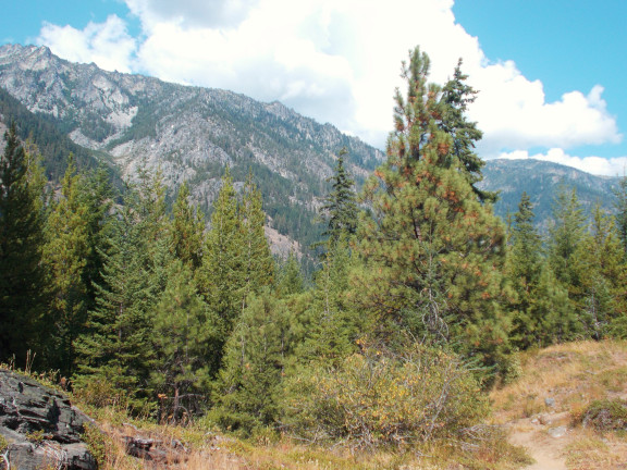 Lower Jack Creek Trail