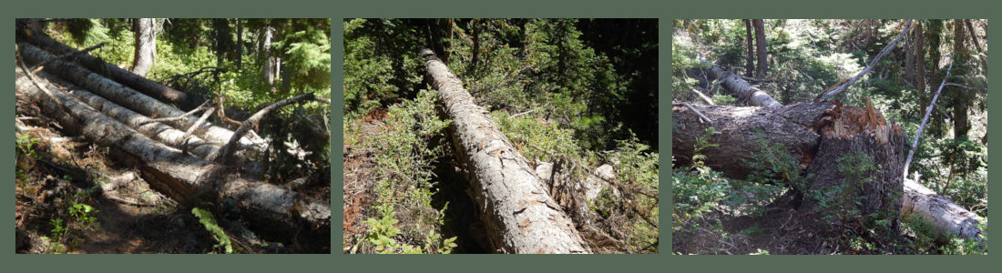 Cathedral Ridge - Trail Creek - Wince map